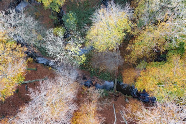 Melle, Lower Saxony, Germany, Colourful autumn landscape with stream leaves and trees from a bird's eye view