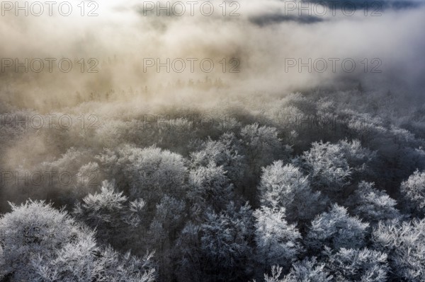 Dissen, Dissen am Teutoburg Forest, Lower Saxony, Germany, Snowy treetops rise in the thick morning fog of a wintry landscape