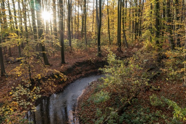 Melle, Lower Saxony, Germany, autumn forest with sun rays through the trees, stream snakes through the leaves