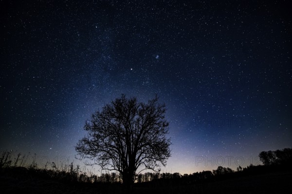A solitary elderberry bush (Sambucus nigra) silhouetted against a starry night sky, Melle, Osnabrücker Land, Lower Saxony, Germany