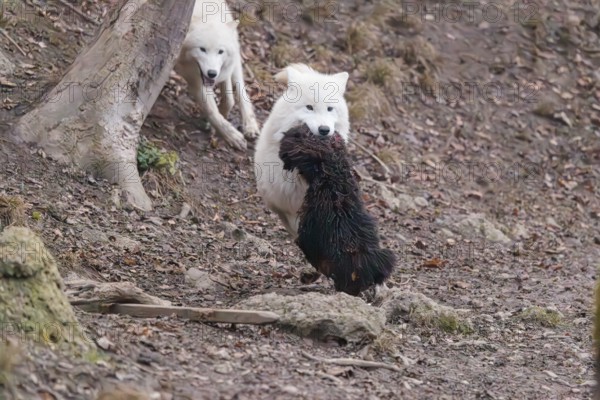 Arctic wolf (Canis lupus arctos), one animal, running, prey, sheep, forest, escape from the pack, captive