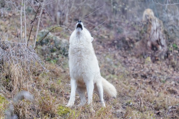 Arctic wolf (Canis lupus arctos), one animal, howling, forest, side view, captive