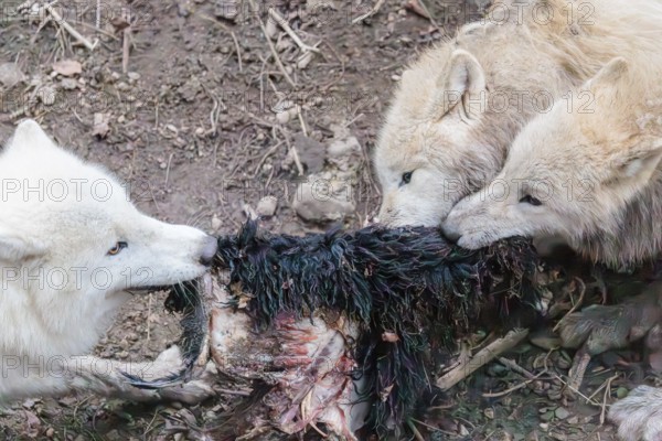 Arctic wolf (Canis lupus arctos), pack of wolves, eating, prey, sheep, forest, captive