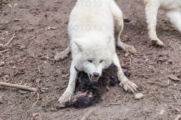 Arctic wolf (Canis lupus arctos), protecting prey against the other members of the pack, sheep, forest, captive