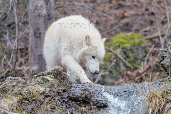 Arctic wolf (Canis lupus arctos), one animal, drinking, creek, water, forest, side view, captive