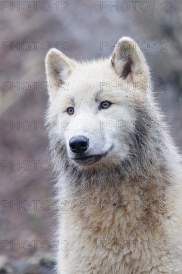 Portrait of an Arctic wolf (Canis lupus arctos). Captive