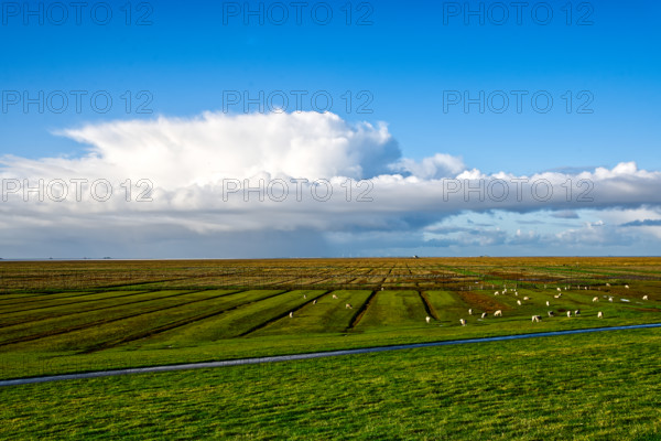 Large grassy fields with sheep under a clear blue sky with clouds