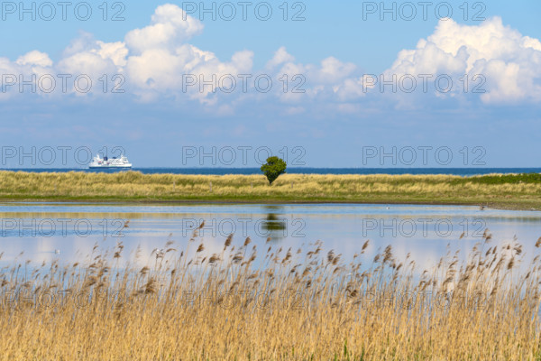 A lonely tree stands in front of a waterscape with a passing ship and clouds in the sky