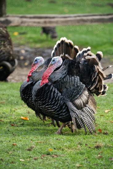 Two wild turkeys in a green area, alive with eye-catching feathers