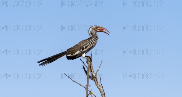 Mopanetoko (Tockus rufirostris) (Tockus erythrorhynchus rufirostris) sitting on a branch in front of a blue sky, Savuti, Chobe National Park, Botswana