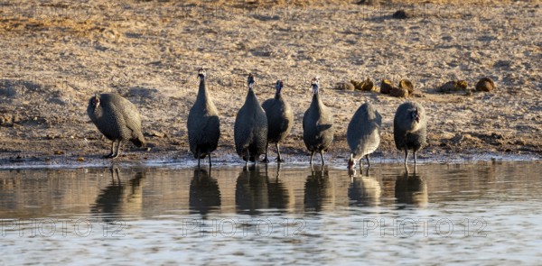 Helmeted guinea fowl (Numida meleagris), drinking at a waterhole, Savuti, Chobe National Park, Botswana