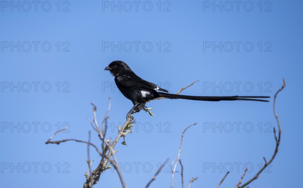 Magpie shrike (Urolestes melanoleucus), also known as African long-tailed shrike, sitting on a branch against a blue sky, Savuti, Chobe National Park, Botswana