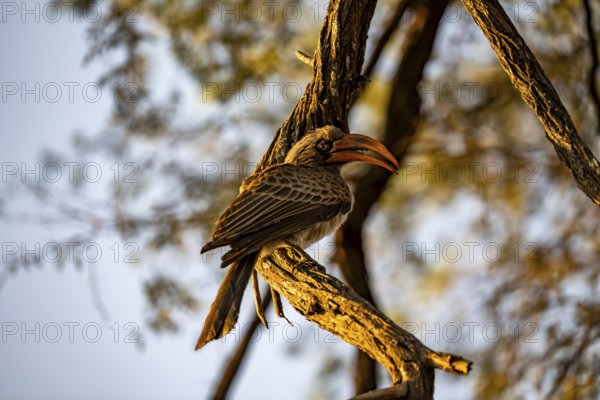 Rocky Mountain Hornbill (Lophoceros bradfieldi) sitting on a branch in the evening light, Savuti, Chobe National Park, Botswana