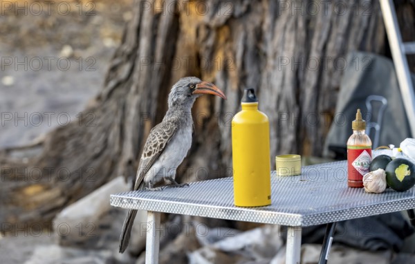 Rocky Mountain Hornbill (Lophoceros bradfieldi) sitting on a camping table looking for food, Savuti, Chobe National Park, Botswana