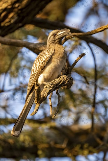 Grey Hornbill (Lophoceros nasutus) (Tockus nasutus), sitting on a branch in the evening light, Savuti, Chobe National Park, Botswana