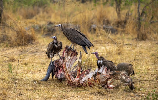 Black-capped vulture (Necrsoyrtes monachus) feeding on the remains of a dead Cape buffalo carcass, Okavango Delta, Moremi Game Reserve, Botswana