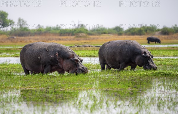 Hippos (Hippopatamus amphibius) grazing in the shallow water of a lake, Okavango Delta, Moremi Game Reserve, Botswana