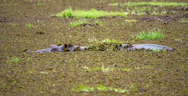 Hippopotamus (Hippopatamus amphibius), in a lake densely overgrown with aquatic plants, Okavango Delta, Moremi Game Reserve, Botswana