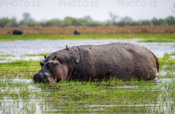 Hippopotamus (Hippopatamus amphibius), grazing in the shallow water of a lake, Okavango Delta, Moremi Game Reserve, Botswana