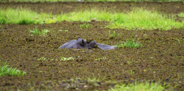 Hippopotamus (Hippopatamus amphibius), only the head looks out of the water, in a lake densely overgrown with aquatic plants, Okavango Delta, Moremi Game Reserve, Botswana