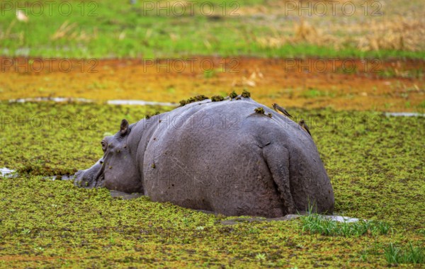 Hippopotamus (Hippopatamus amphibius), from behind, in a lake densely overgrown with aquatic plants, Okavango Delta, Moremi Game Reserve, Botswana