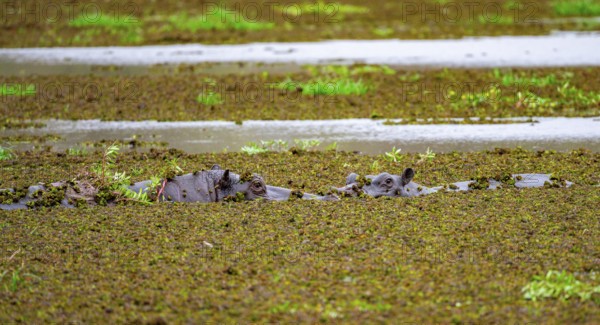 Two hippos (Hippopatamus amphibius), in a lake densely overgrown with aquatic plants, Okavango Delta, Moremi Game Reserve, Botswana