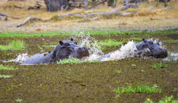 Two hippos (Hippopatamus amphibius), fighting, in a lake densely overgrown with aquatic plants, Okavango Delta, Moremi Game Reserve, Botswana