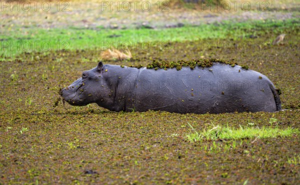Hippopotamus (Hippopatamus amphibius), young animal in a lake densely overgrown with aquatic plants, Okavango Delta, Moremi Game Reserve, Botswana