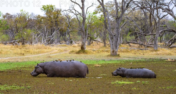 Hippos (Hippopatamus amphibius), in a lake densely overgrown with aquatic plants, mother and young Okavango Delta, Moremi Game Reserve, Botswana