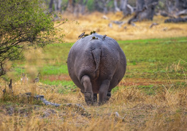 Hippopotamus (Hippopatamus amphibius), from behind, Po, Okavango Delta, Moremi Game Reserve, Botswana