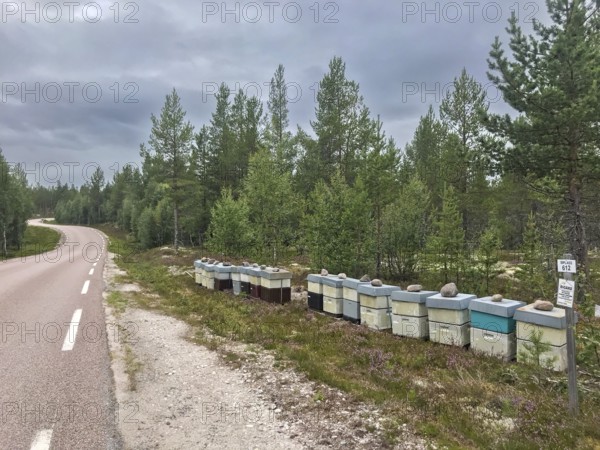 Rendalen, Innlandet, Norway, country road next to lined up beehives and thick forest under cloudy sky