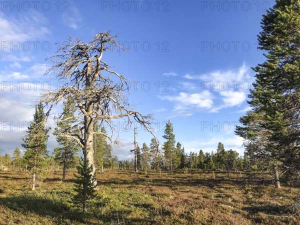 Idre, Dalarnas län, Sweden, A forested area under a blue sky, dominated by a dead pine tree (Pinus sylvestris) in the foreground