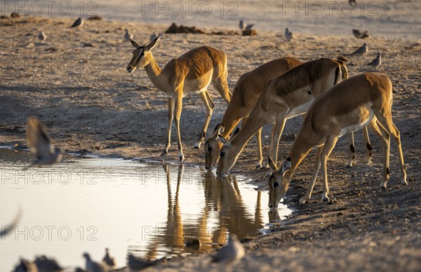Impalas (Aepyceros melampus) drinking at a waterhole, in the evening light, Savuti, Chobe National Park, Botswana