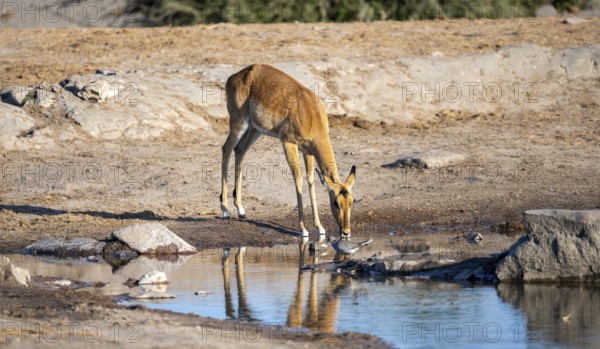 Impala (Aepyceros melampus) drinking at a waterhole, in the evening light, Savuti, Chobe National Park, Botswana