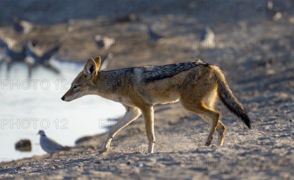 Black-backed jackal (Canis mesomelas), at the waterhole, Savuti, Chobe National Park, Botswana