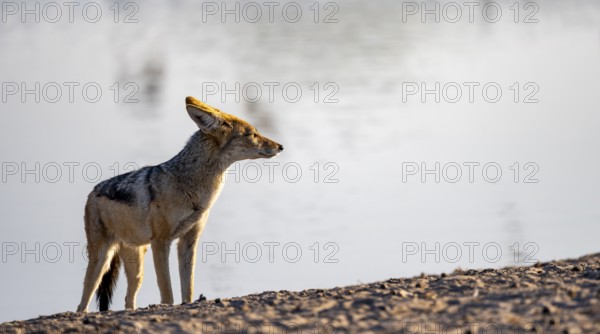 Black-backed jackal (Canis mesomelas), at the waterhole, in the evening light, Savuti, Chobe National Park, Botswana