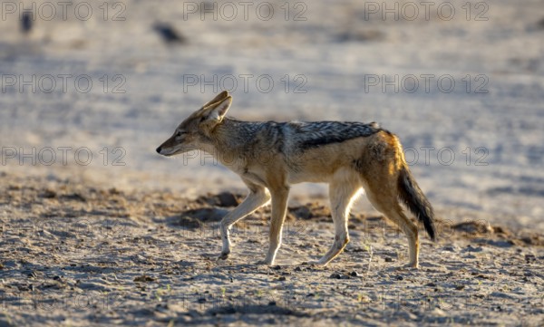 Black-backed jackal (Canis mesomelas), Savuti, Chobe National Park, Botswana