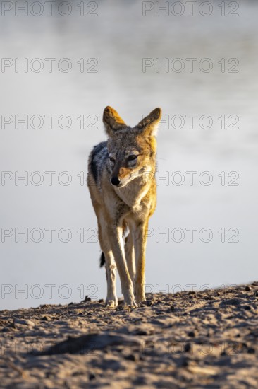 Black-backed jackal (Canis mesomelas), at the waterhole, in the evening light, Savuti, Chobe National Park, Botswana