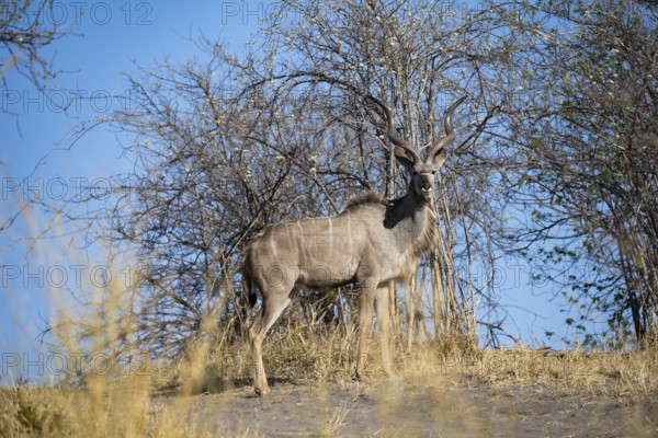 Greater kudu (Tragelaphus strepsiceros), adult male, alert, Savuti, Chobe National Park, Botswana