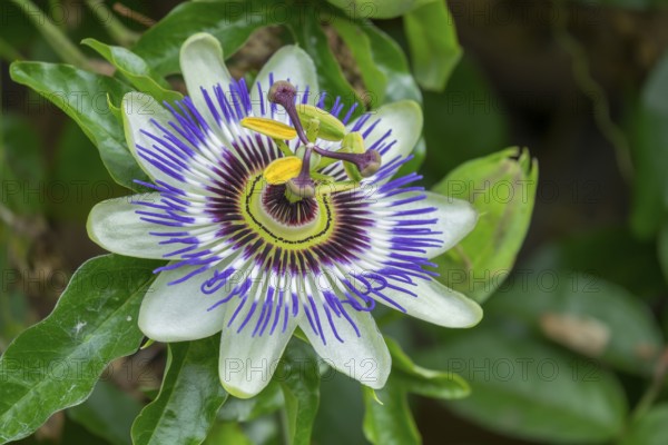 Blossom of the passion flower (Passiflora), North Rhine-Westphalia, Germany