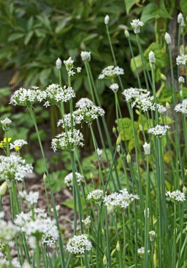 Garlic flower (Allium sativum), North Rhine-Westphalia, Germany