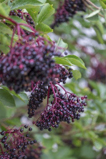 Sambucus nigra (Sambucus nigra), North Rhine-Westphalia, Germany