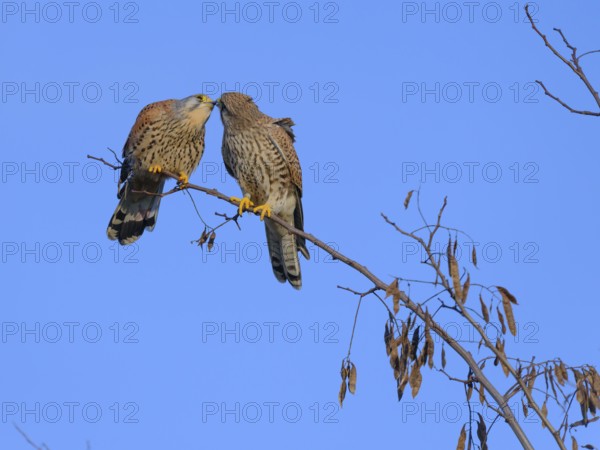 Pair of kestrels (Falco tinnunculus) cuddling. Berlin, Germany