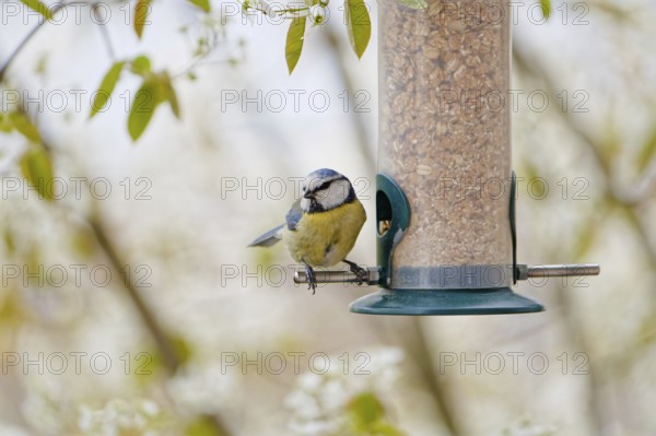 Blue tit (Cyanistes caeruleus) eating seeds from a feeder. seasonal bird feeding. Bad Salzschlirf, Hessen, Germany