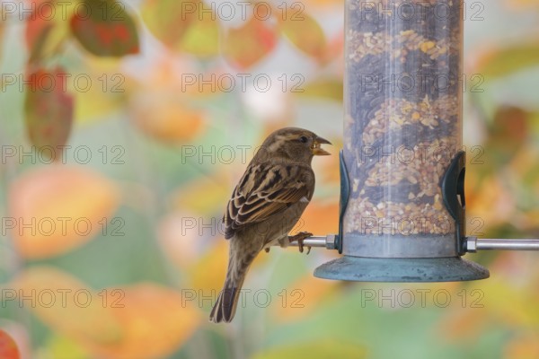 Sparrow eating seeds from a feeder. seasonal bird feeding. Bad Salzschlirf, Hessen, Germany