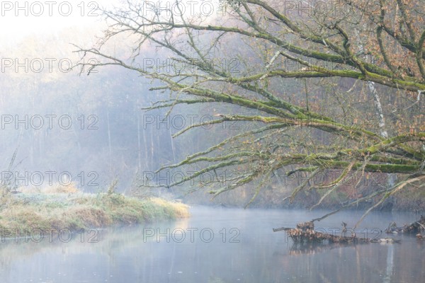 Peaceful river landscape between forest and meadow with mist and calm water in autumn, ray of light falls on a bank, dead wood lies in the river, branches overgrown with moss rise far above the reflecting water, stream, river course, mysterious, mood, atmosphere, soft morning light, sunlight, trees, autumn leaves, morning, English oak (Quercus robur), warm and cool colours, mystical, fog, silence, landscape, nature, autumn, nature reserve, FFH area Ilmenau, Lüneburg, Lower Saxony, Germany