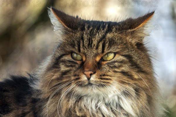 Cat, Norwegian forest cat, portrait, Baden-Württemberg, Germany