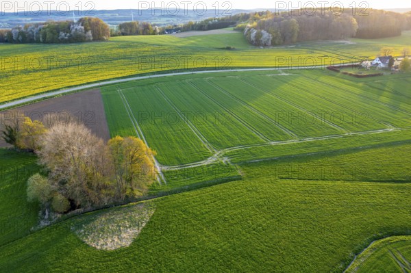 Evening landscape with extensive fields and a path illuminated by sunset. Curved aerial view in bright colors with rapeseed blossoms and trees with fresh green, Osnabrücker Land, Wiehen Mountains, Lower Saxony, Germany