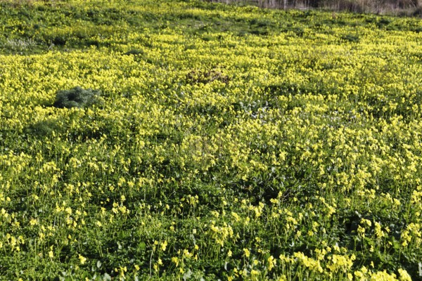 Carpet of flowers, yellow flower meadow in winter, Bermuda buttercup (Oxalis pes-caprae), Segesta, Calatafimi, Trapani province, north-west, Sicily, southern Italy, Italy