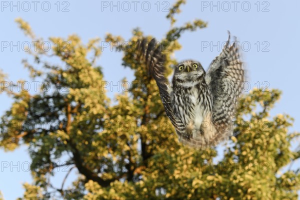A little owl (Athene noctua) flies in front of a tree in the blue sky, Teutoburg Forest, Lower Saxony, Germany